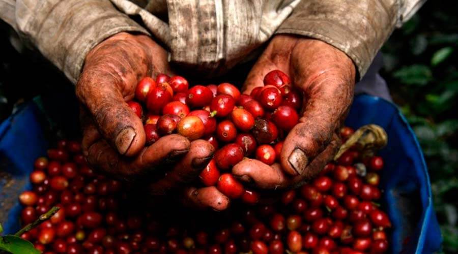 El negocio del café: de la pobreza del grano a la riqueza de la taza