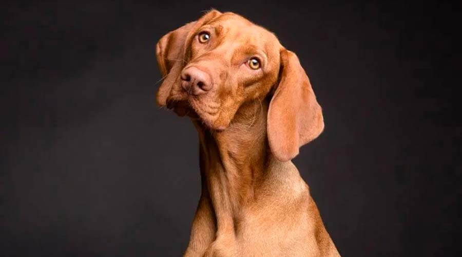 Detectan en un perro el virus que causa COVID-19