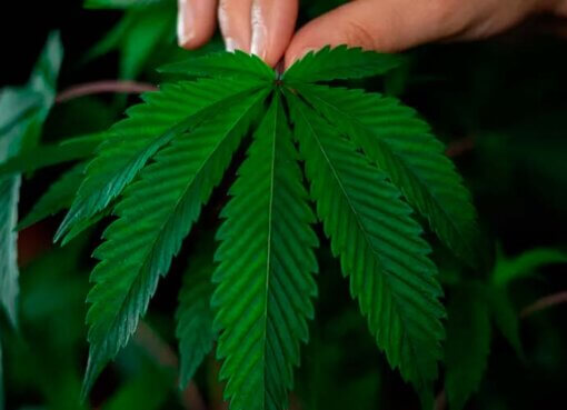 La adicción al cannabis podría tratarse con un nuevo fármaco