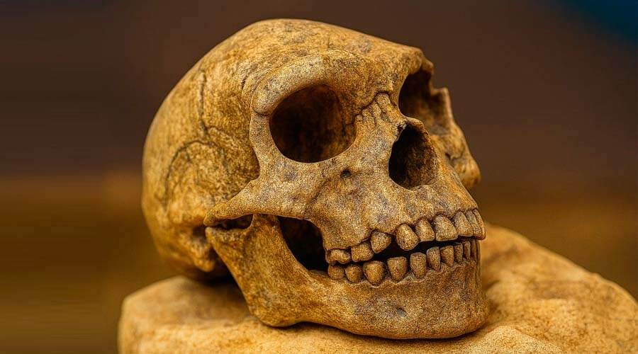 Un cráneo de un millón de años hallado en China podría reescribir la historia de la evolución humana